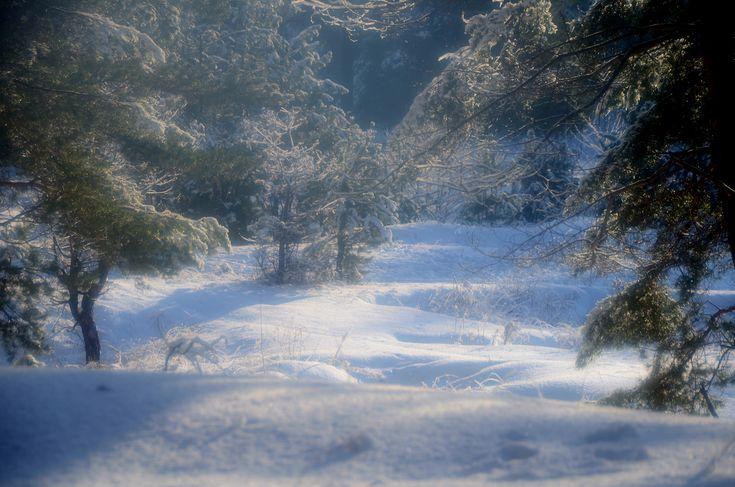 陽光穿過白雪覆蓋的林間樹木